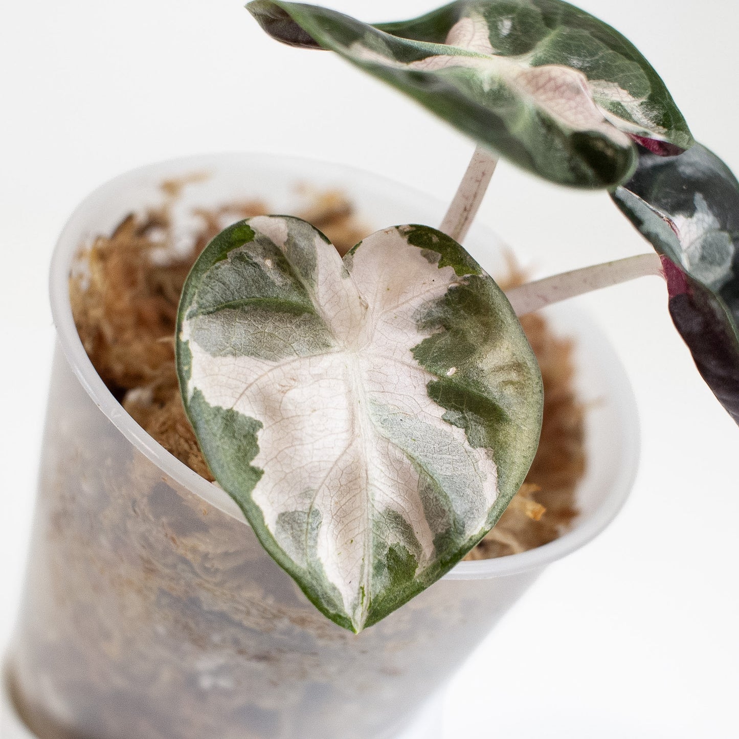 Alocasia 'Balloon Heart' Pink Variegated (2903)