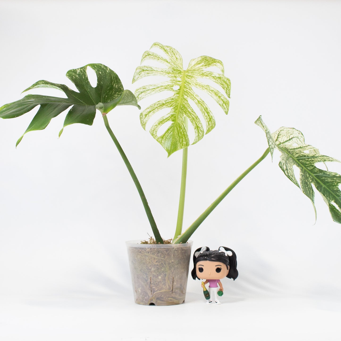 Monstera Deliciosa 'Devil Monster' (2914)
