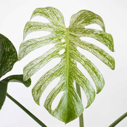 Monstera Deliciosa 'Devil Monster' (2914)