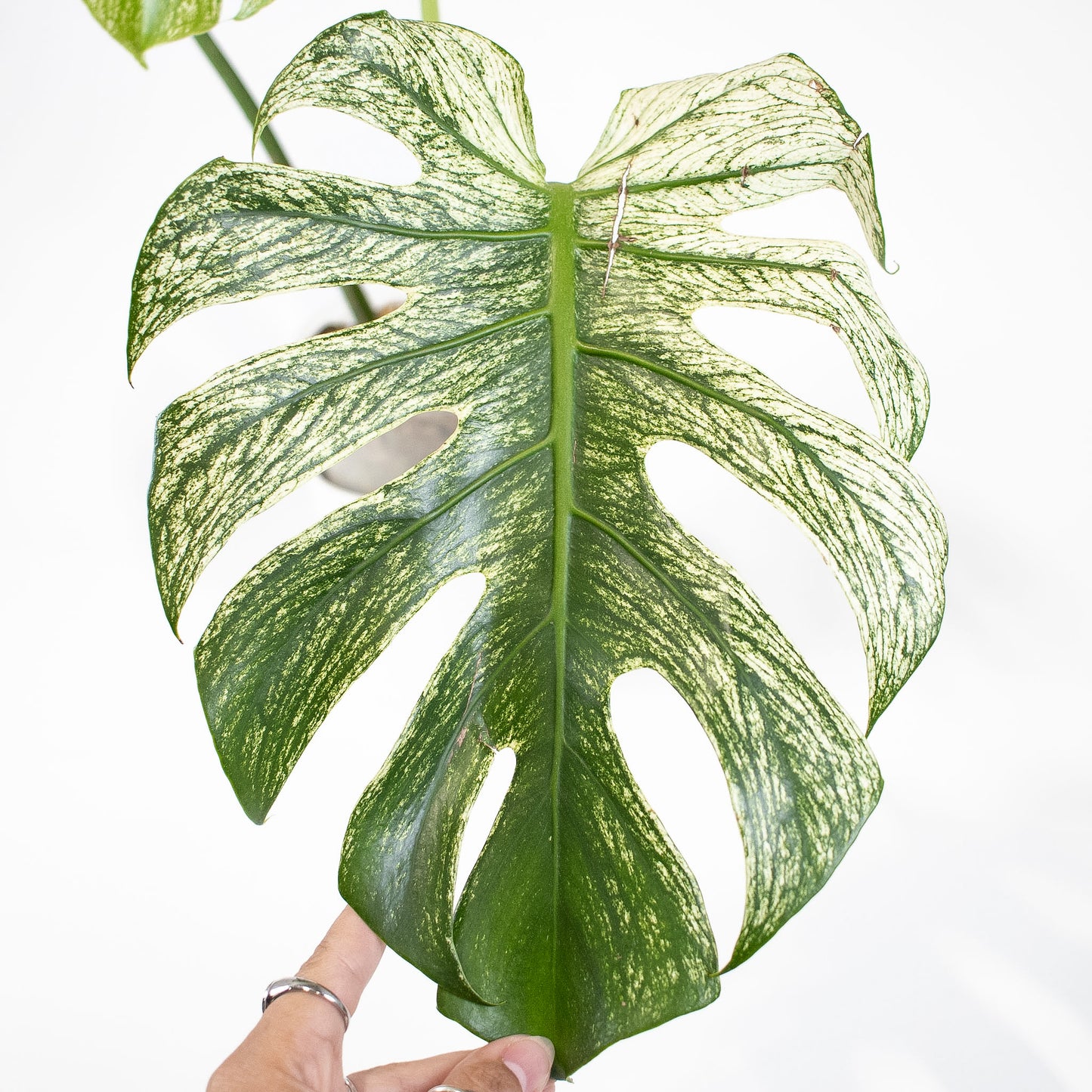Monstera Deliciosa 'Devil Monster' (2914)