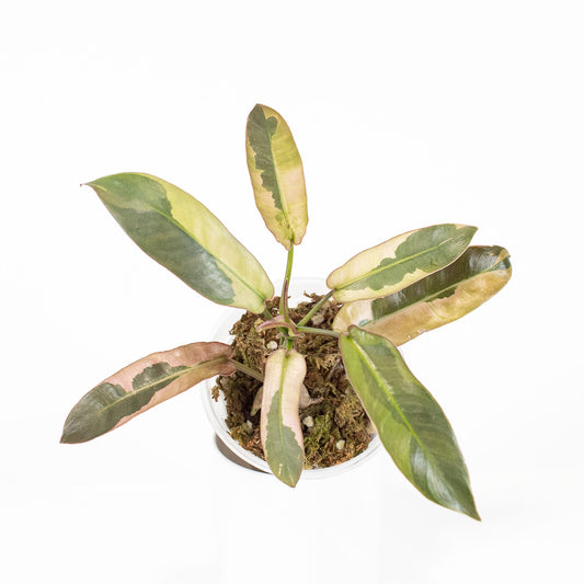 Philodendron 'Atabapoense' Variegated (2918)