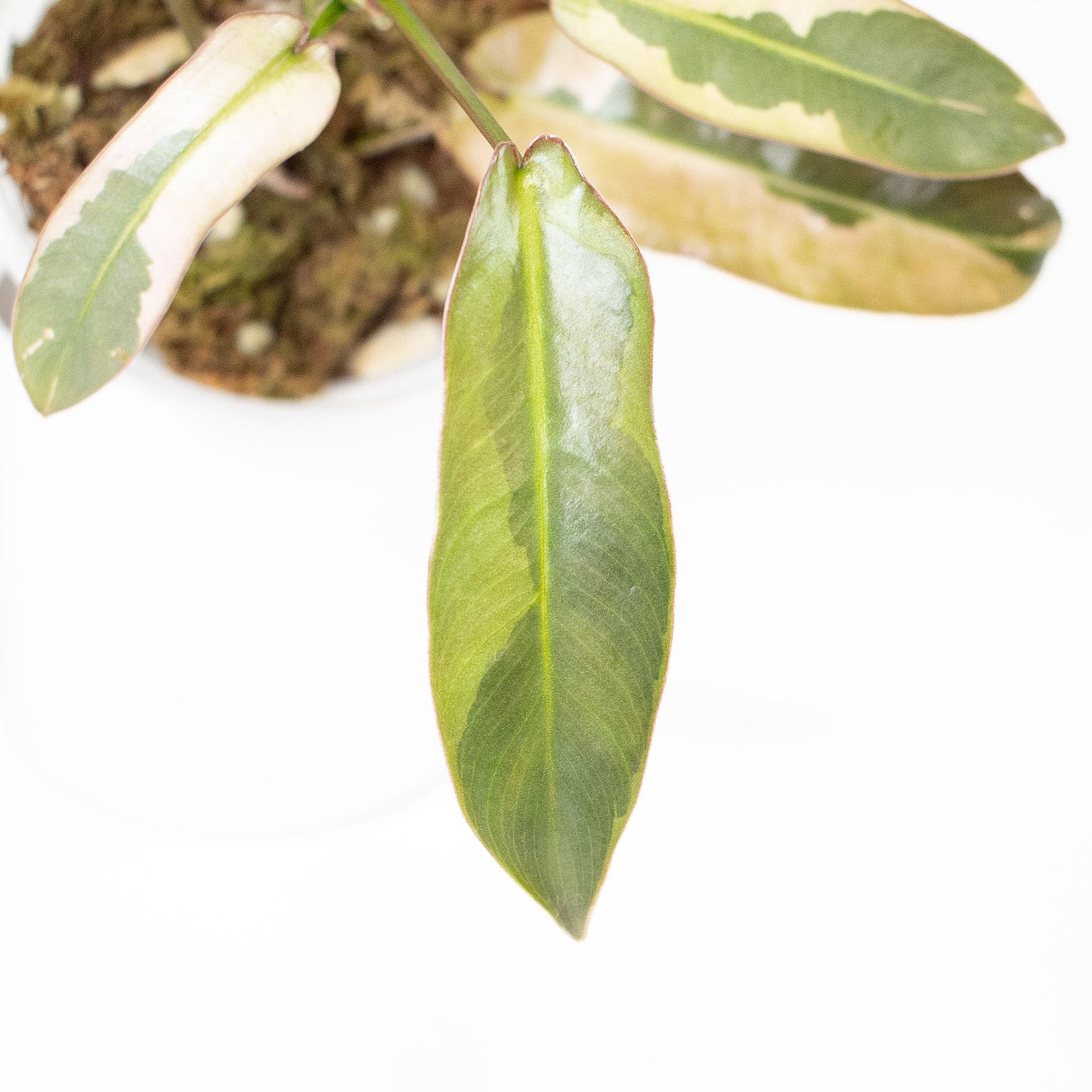 Philodendron 'Atabapoense' Variegated (2918)