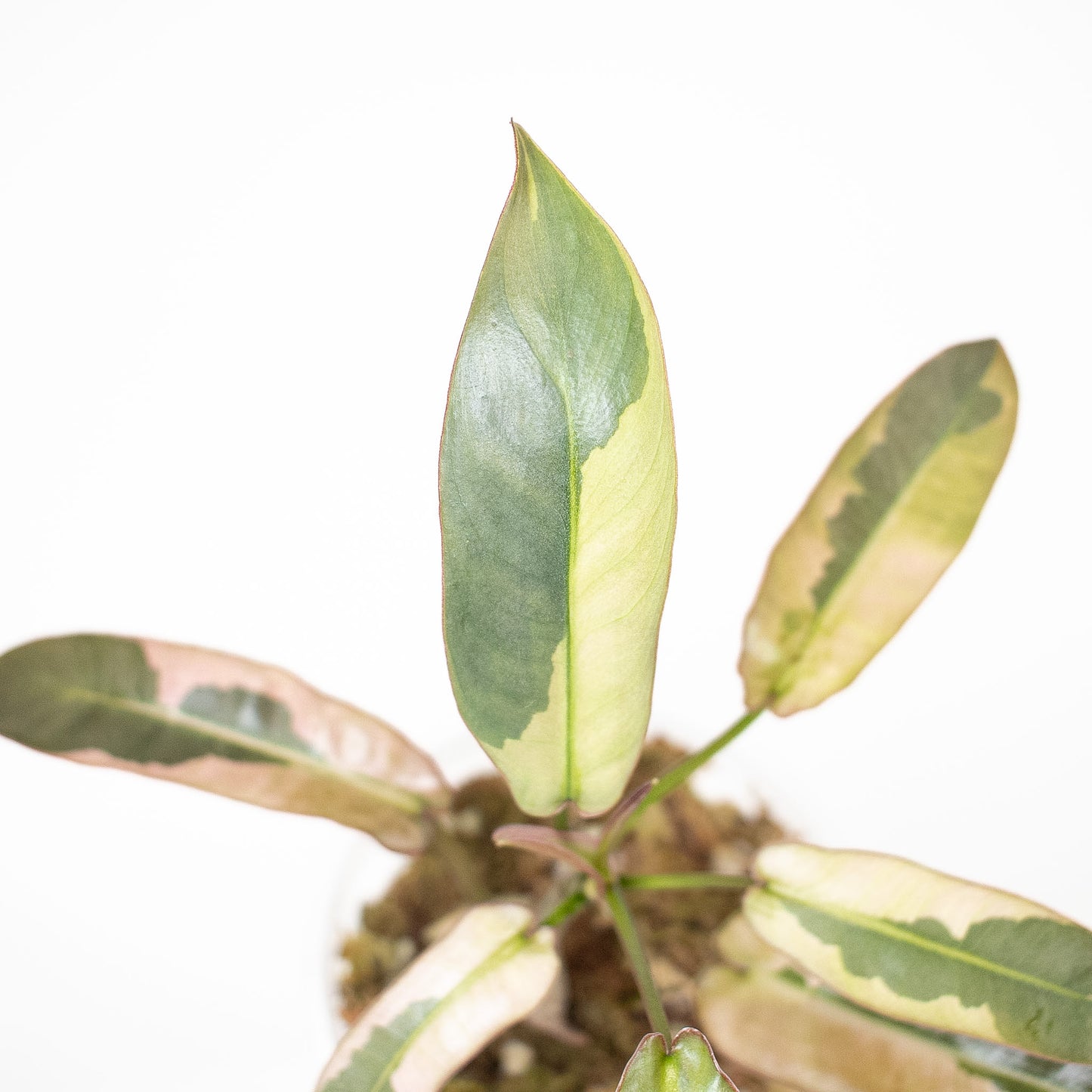 Philodendron 'Atabapoense' Variegated (2918)