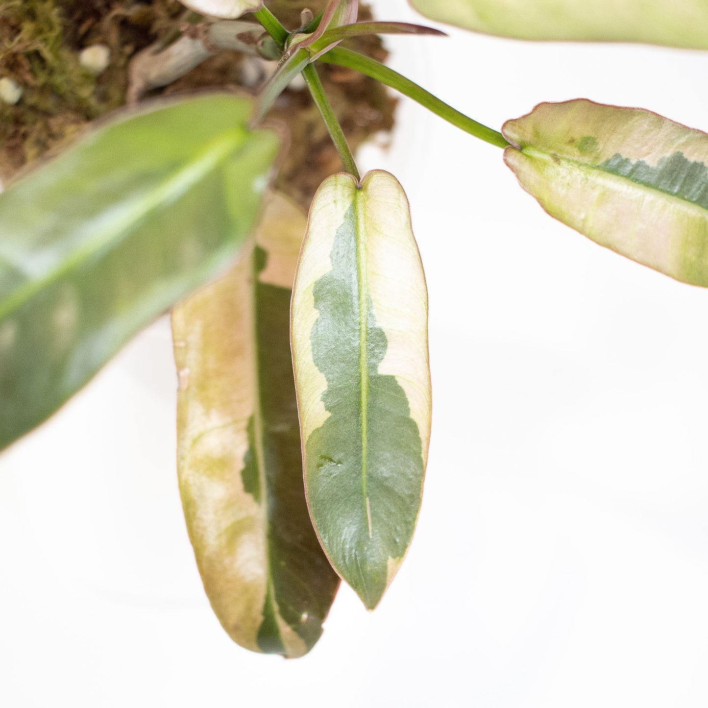 Philodendron 'Atabapoense' Variegated (2918)