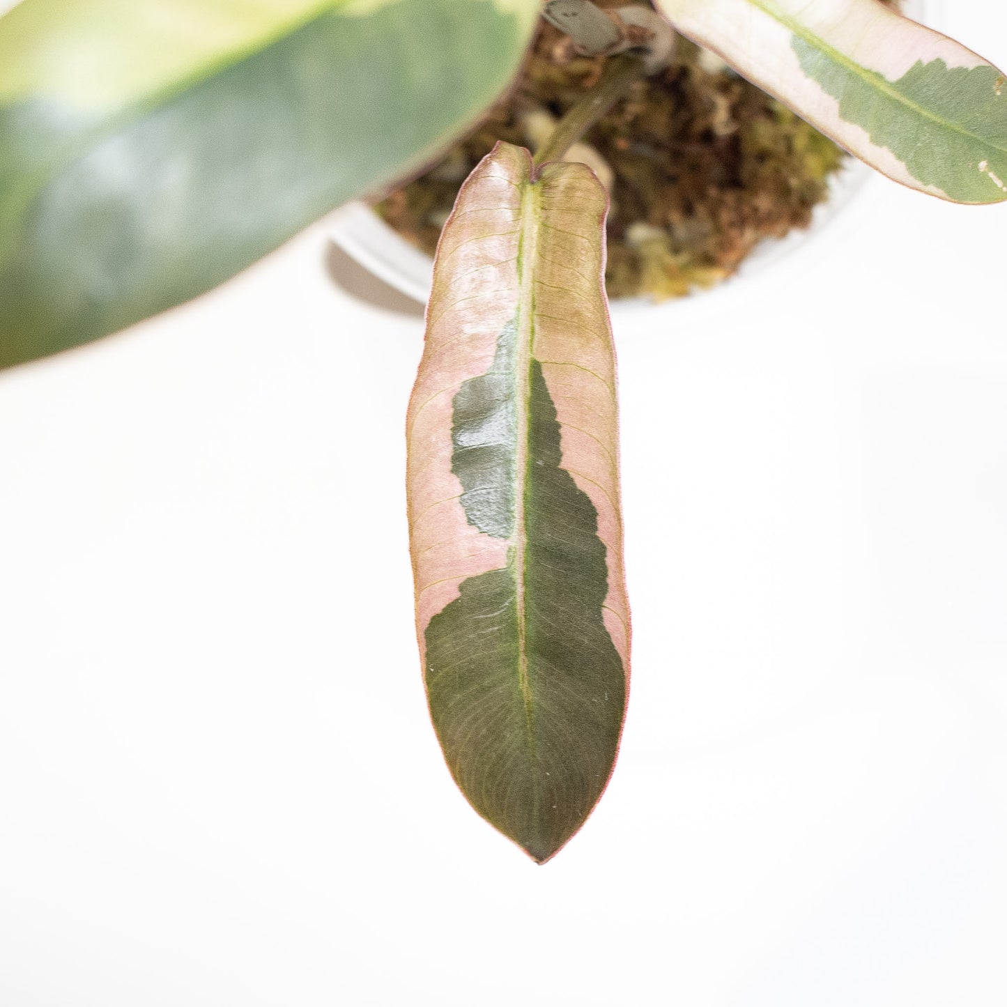 Philodendron 'Atabapoense' Variegated (2918)