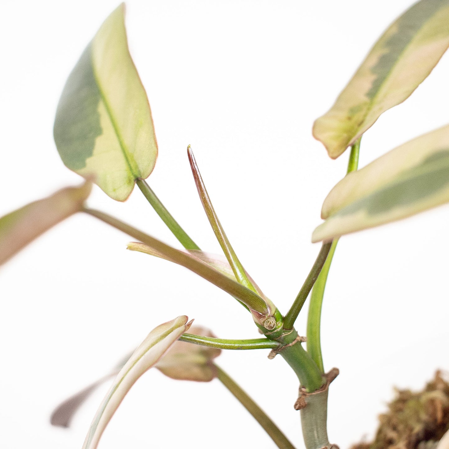 Philodendron 'Atabapoense' Variegated (2918)