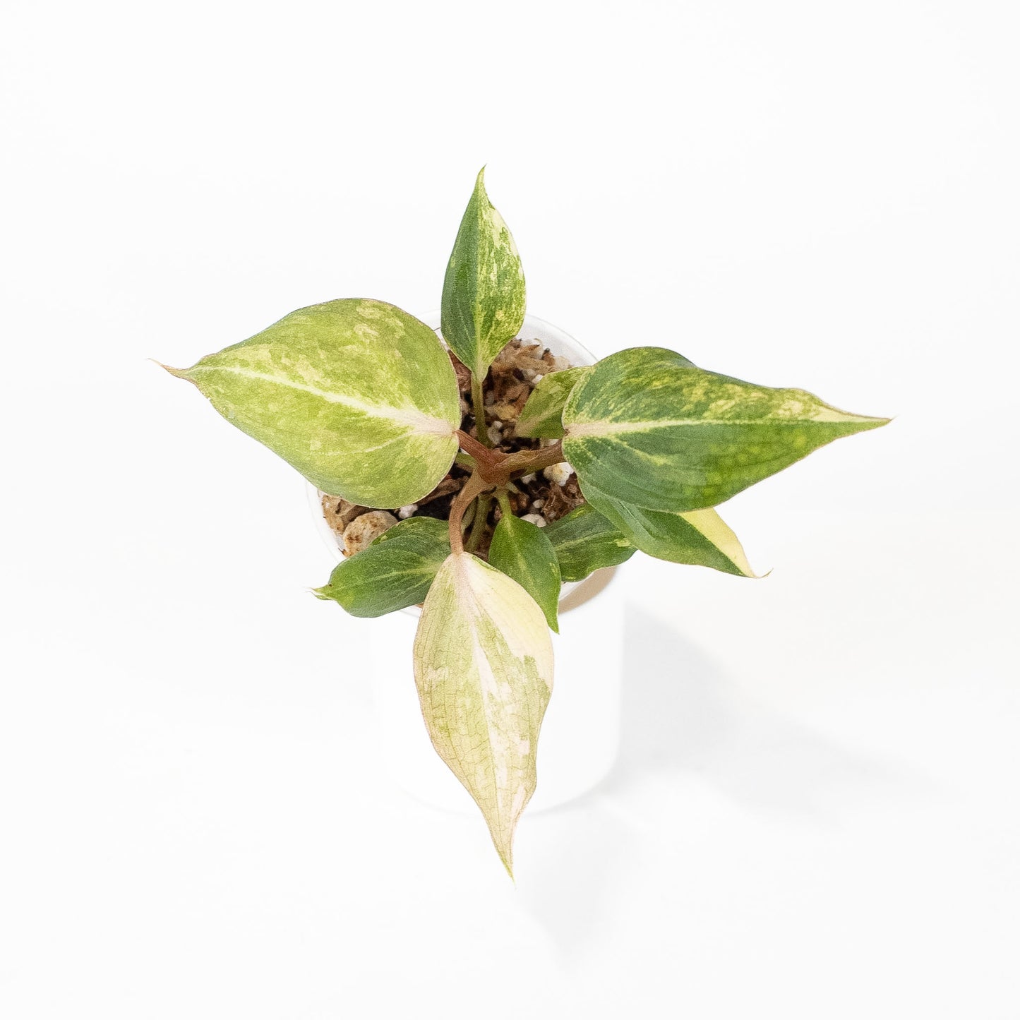 Philodendron Gloriosum Variegated Type 2 (2915)