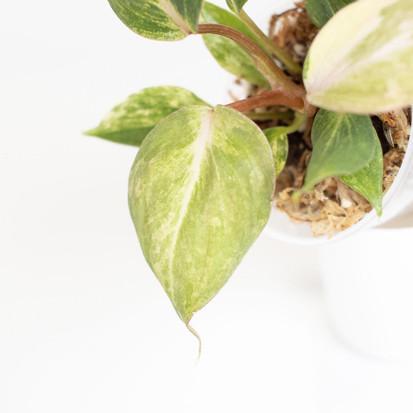Philodendron Gloriosum Variegated Type 2 (2915)