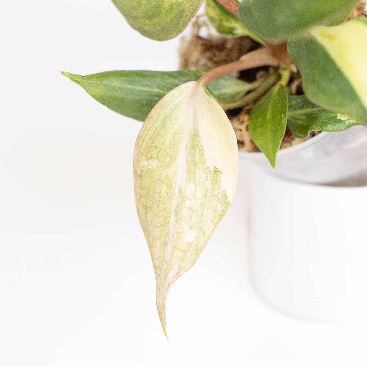 Philodendron Gloriosum Variegated Type 2 (2915)