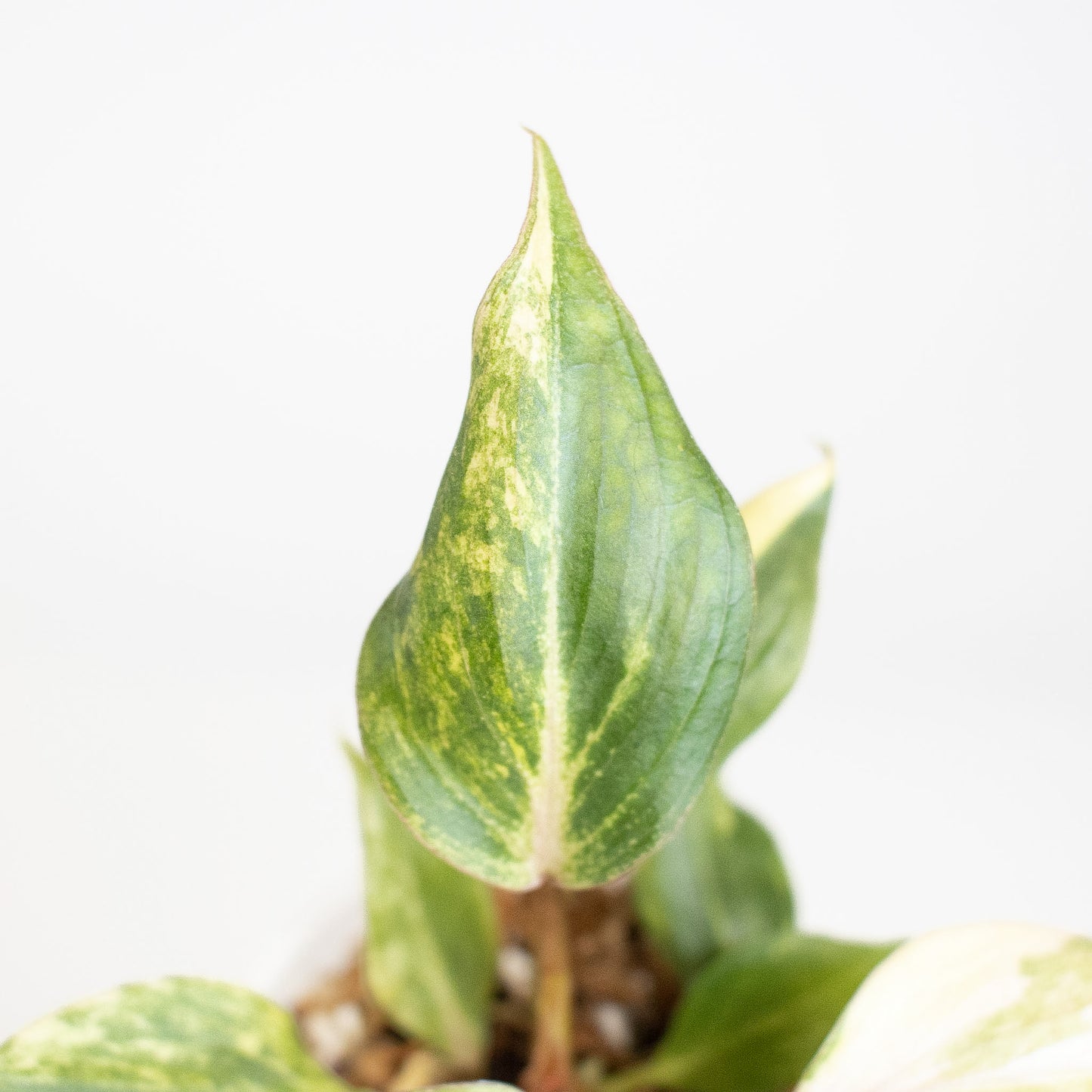 Philodendron Gloriosum Variegated Type 2 (2915)