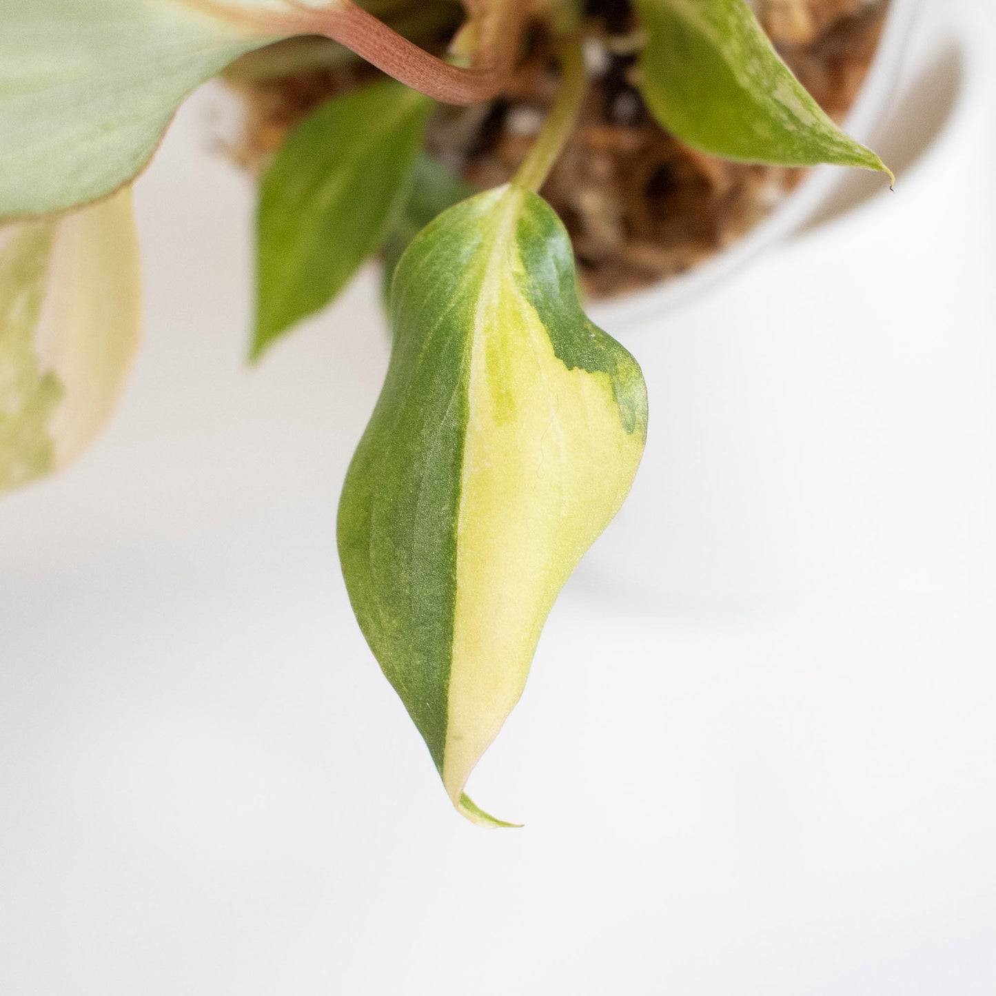 Philodendron Gloriosum Variegated Type 2 (2915)