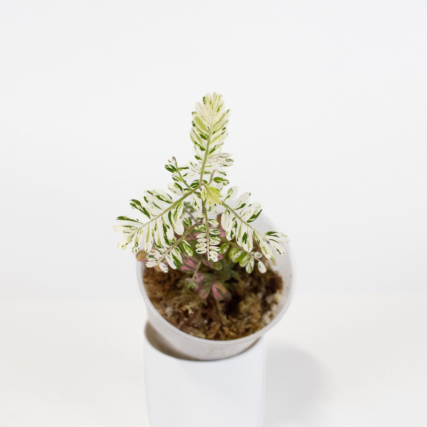 Phyllanthus 'Urinaria' Pink (Aka Sensitive Plant) (2920)