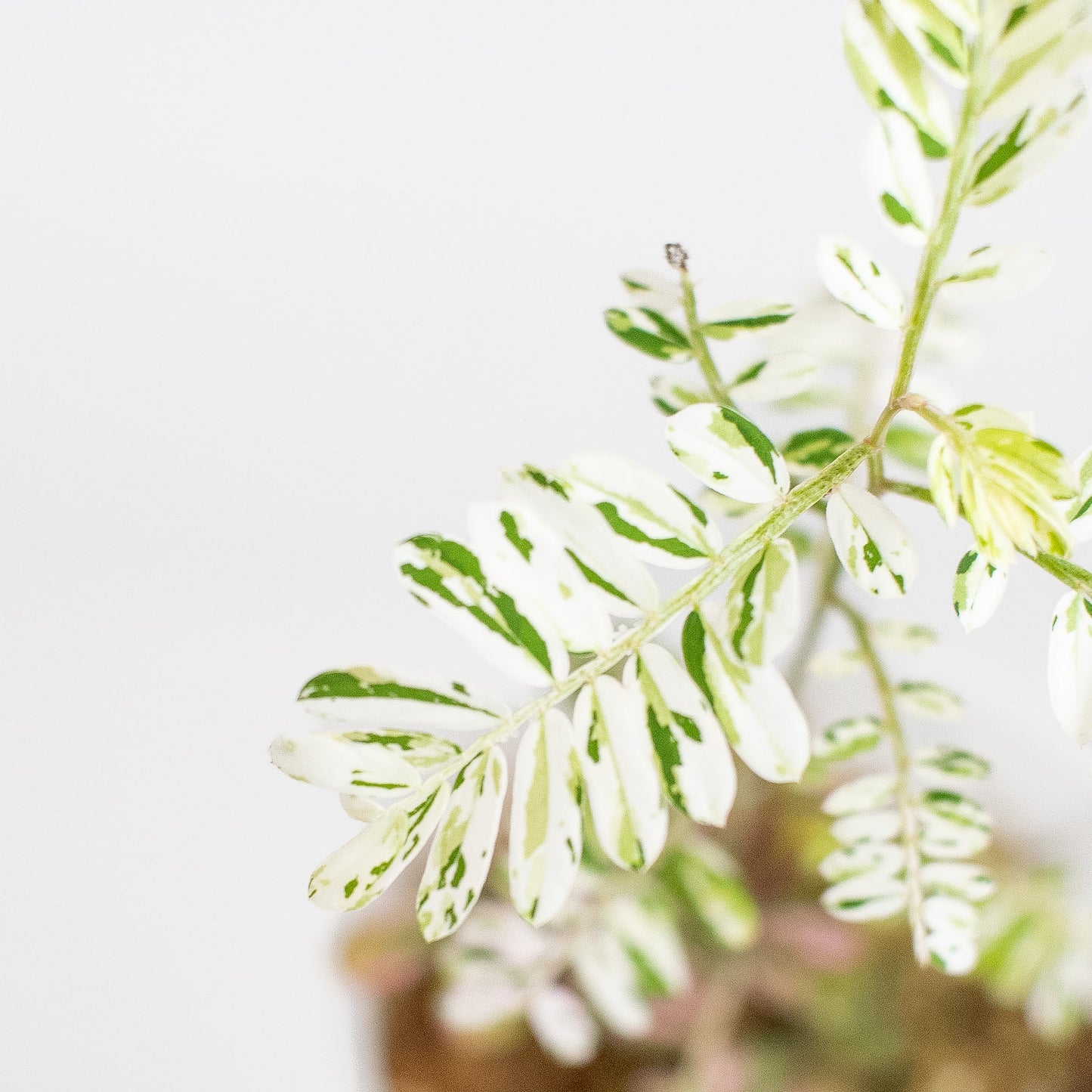 Phyllanthus 'Urinaria' Pink (Aka Sensitive Plant) (2920)