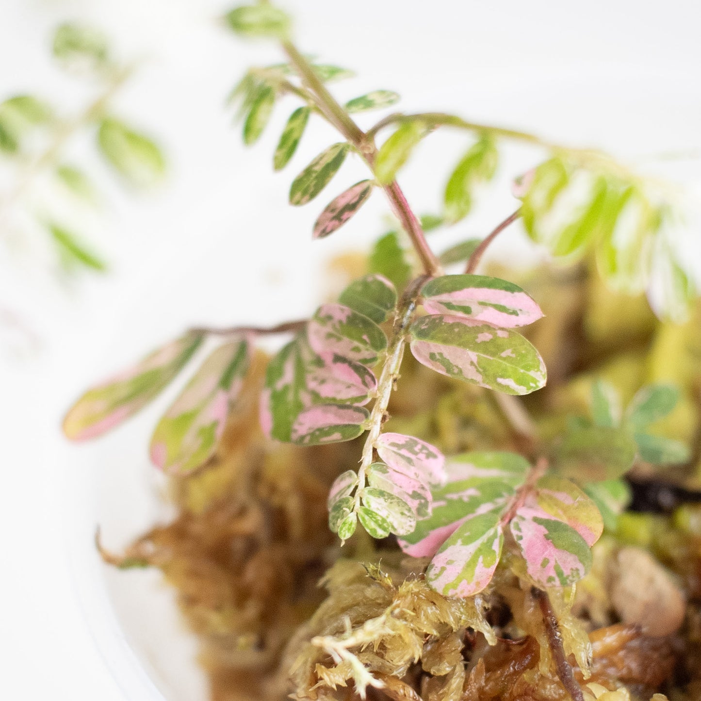 Phyllanthus 'Urinaria' Pink (Aka Sensitive Plant) (2920)