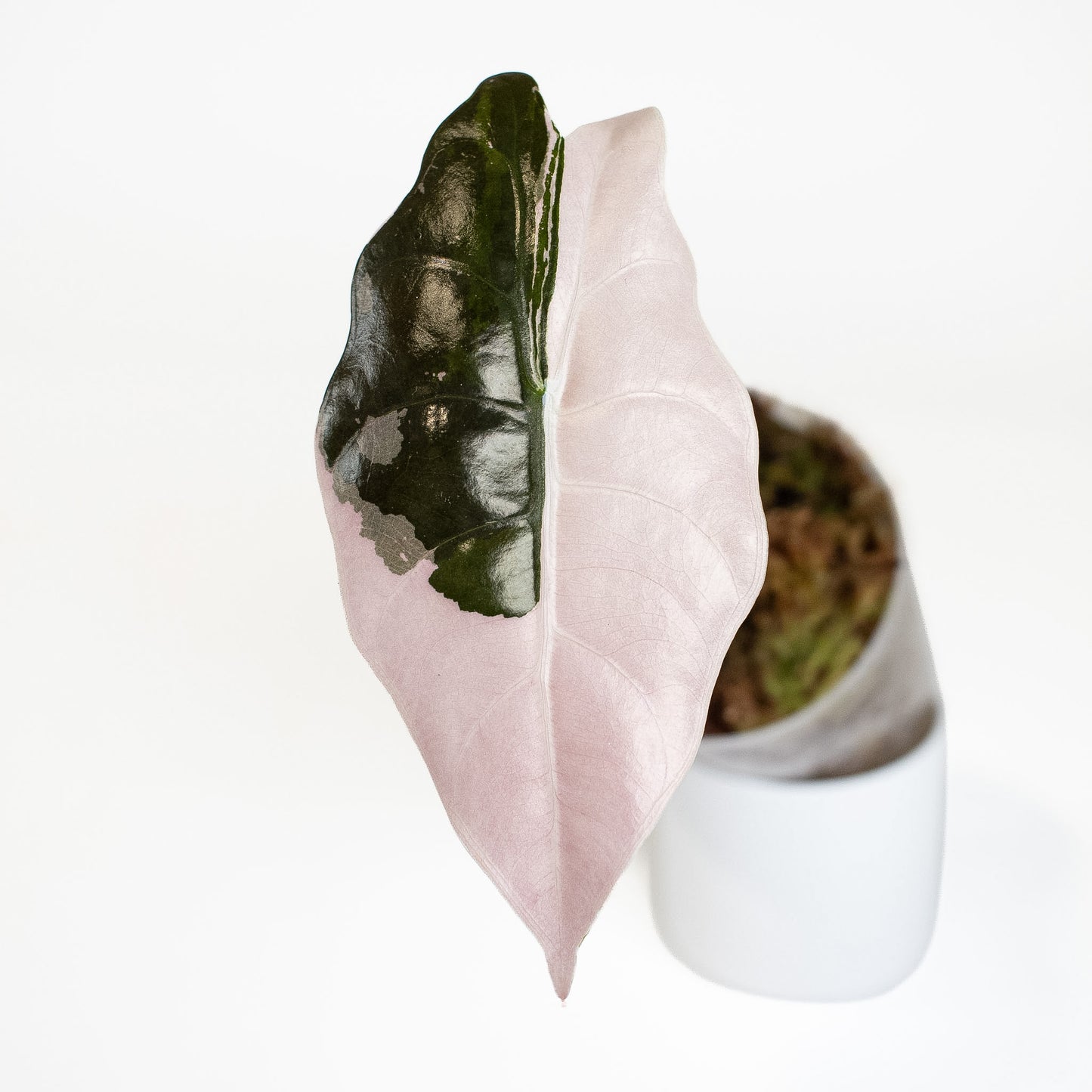 Alocasia 'Chantrieri' Albo/ Pink Variegated (2923)