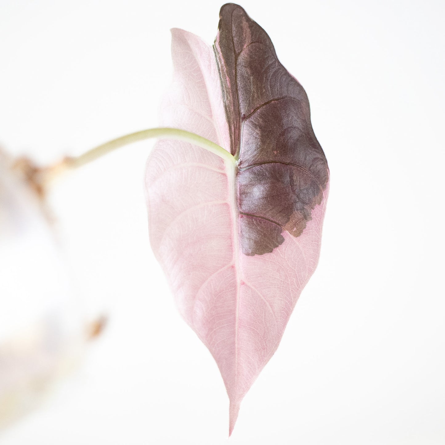 Alocasia 'Chantrieri' Albo/ Pink Variegated (2923)