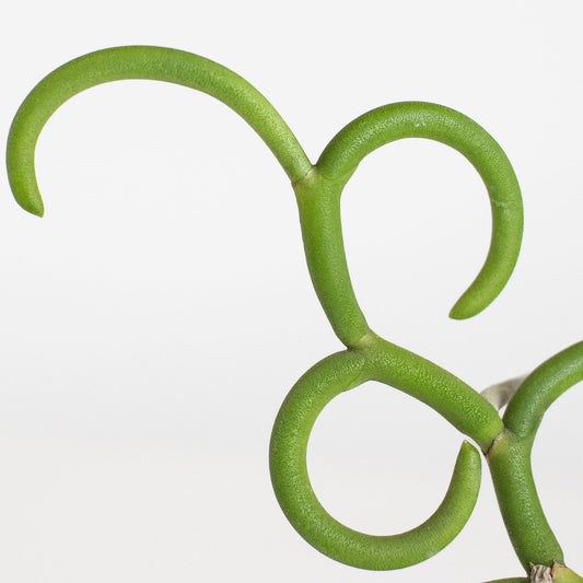 Papilionanthe Teres 'Olympic Rings' Orchid (2922)