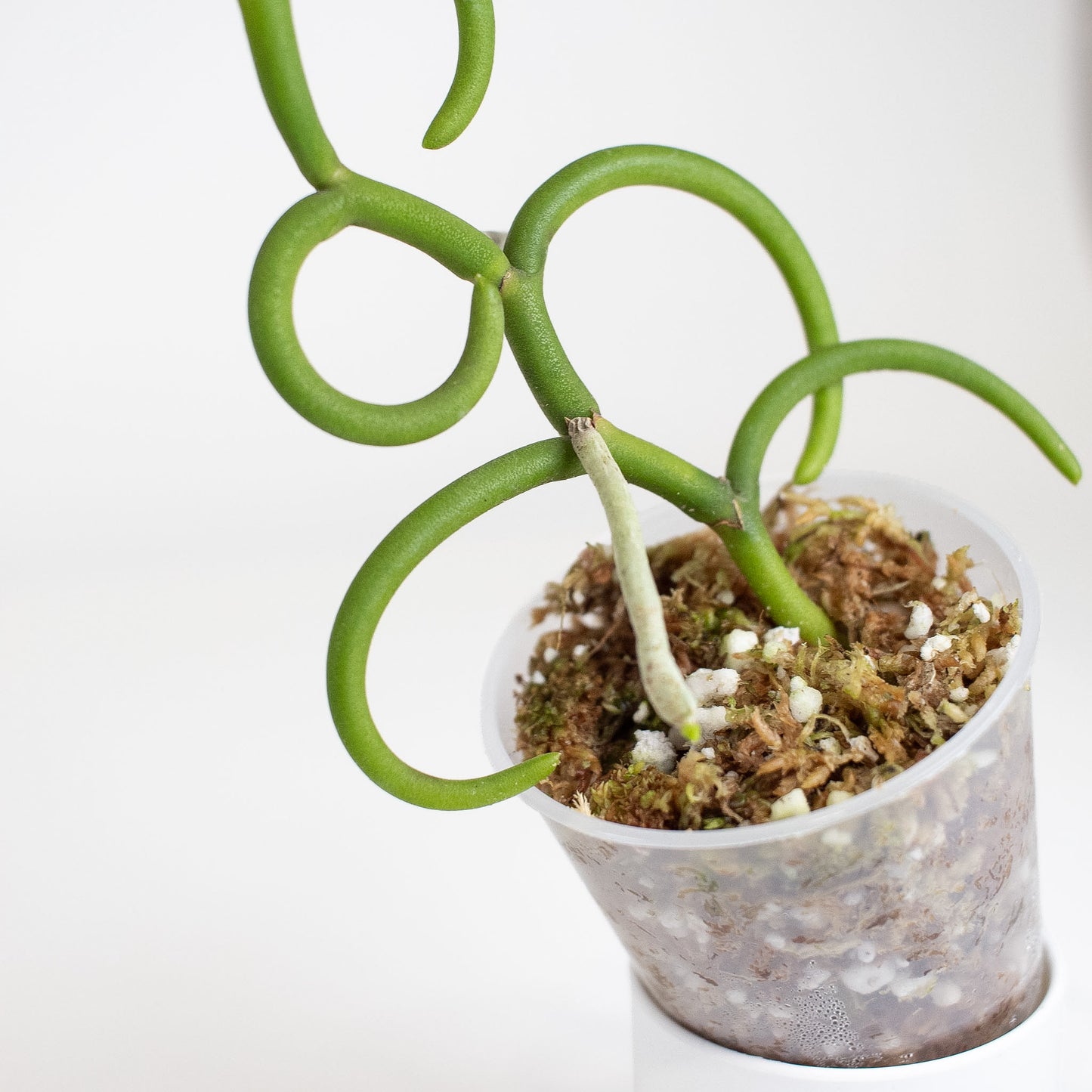 Papilionanthe Teres 'Olympic Rings' Orchid (2922)