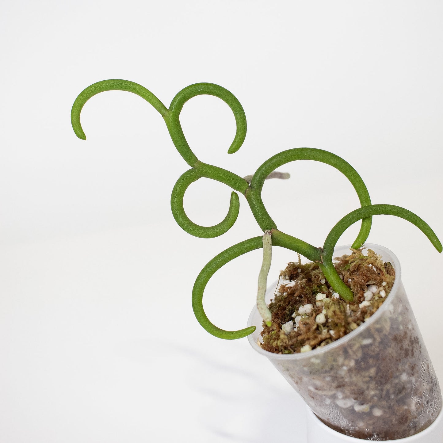 Papilionanthe Teres 'Olympic Rings' Orchid (2922)