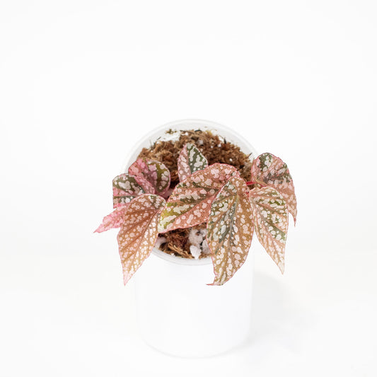 Begonia 'Snow Capped' Variegated (2925)