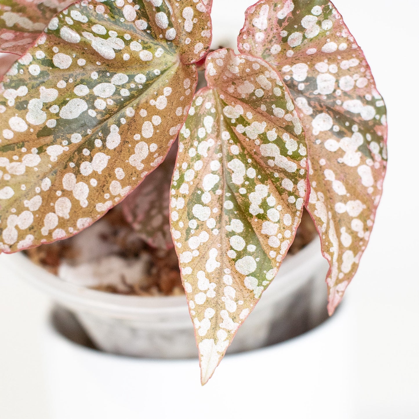 Begonia 'Snow Capped' Variegated (2925)