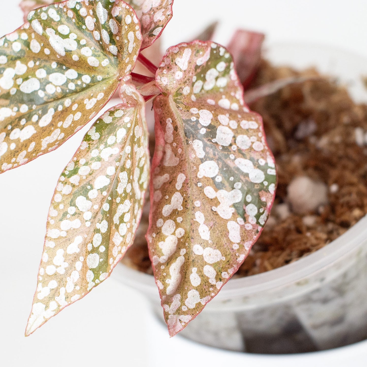 Begonia 'Snow Capped' Variegated (2925)