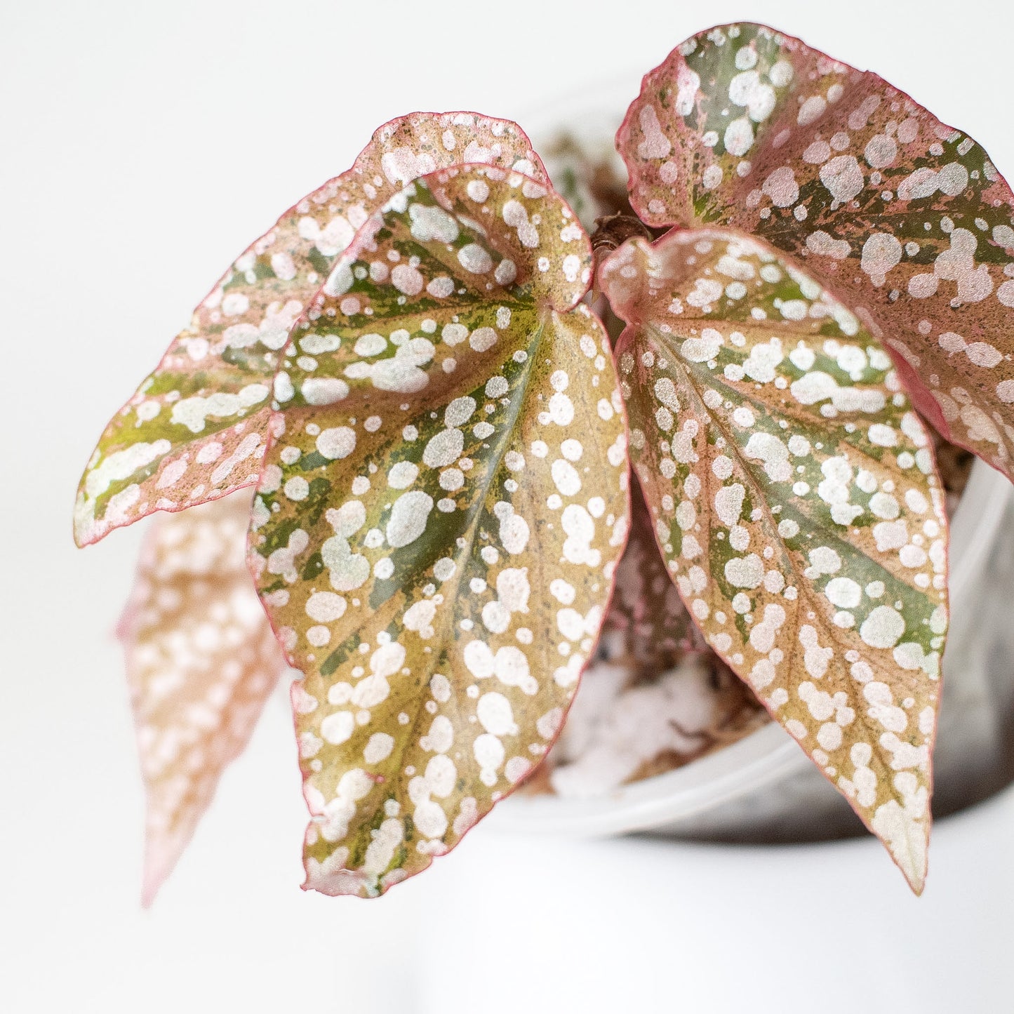 Begonia 'Snow Capped' Variegated (2925)