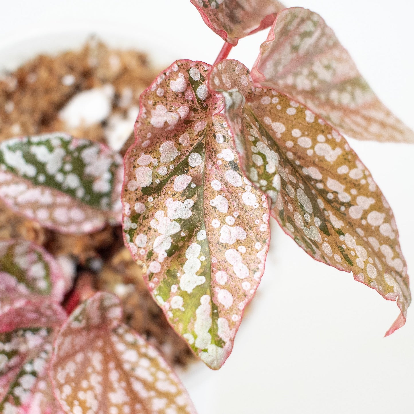 Begonia 'Snow Capped' Variegated (2925)