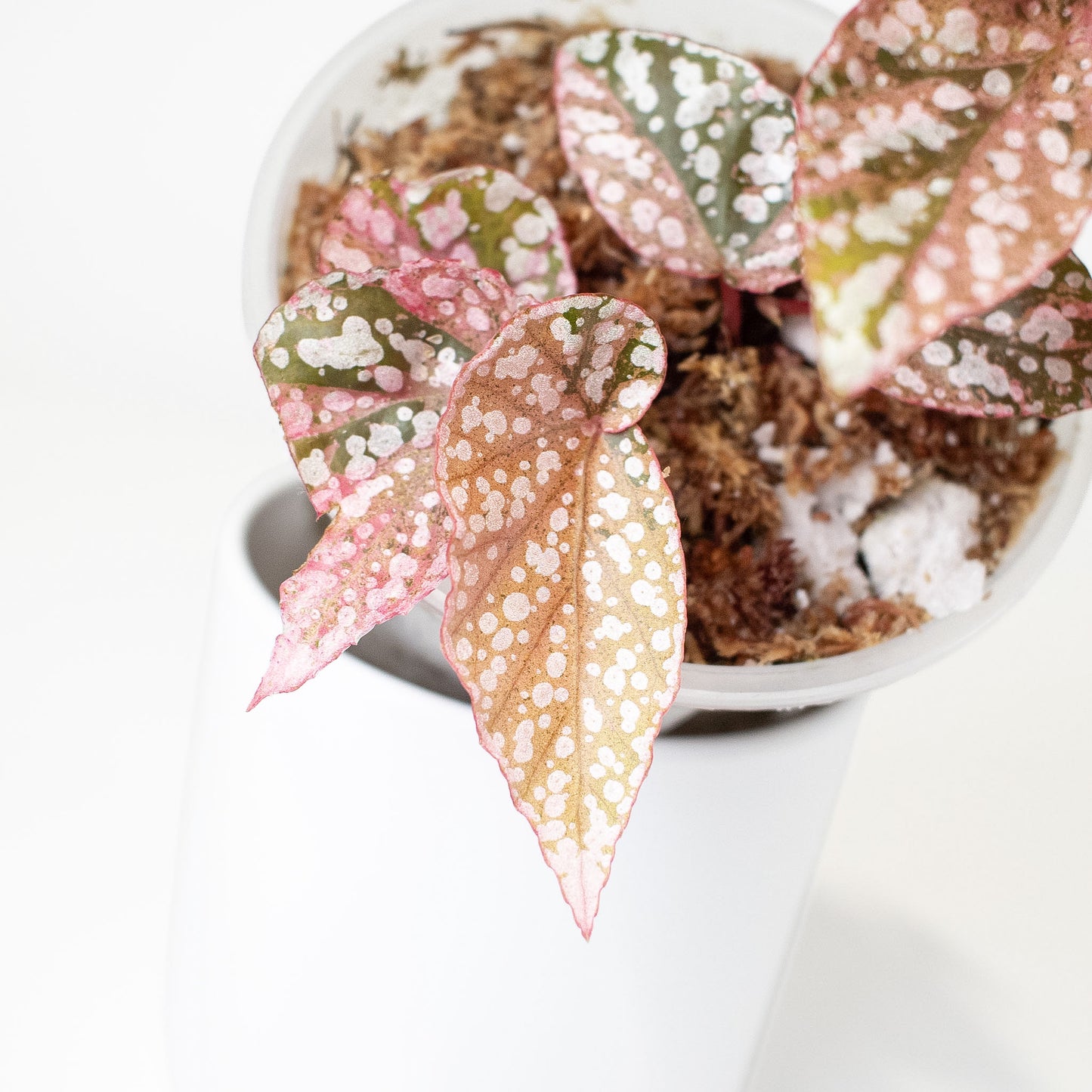 Begonia 'Snow Capped' Variegated (2925)