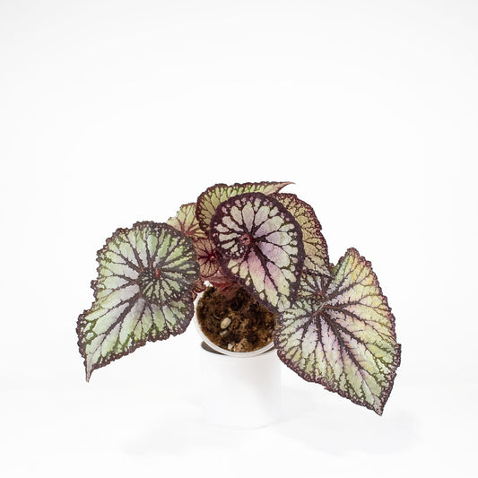 Begonia 'Dolce Vita' Variegated (2919)