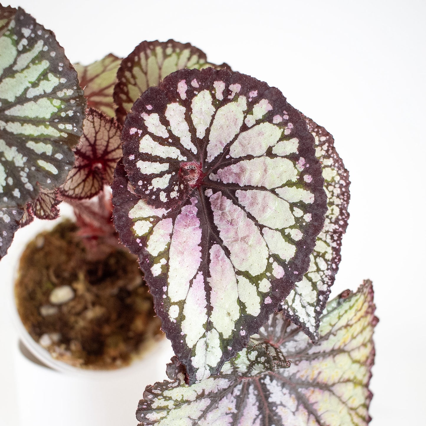 Begonia 'Dolce Vita' Variegated (2919)