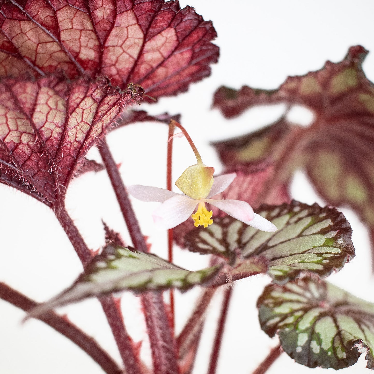 Begonia 'Dolce Vita' Variegated (2919)