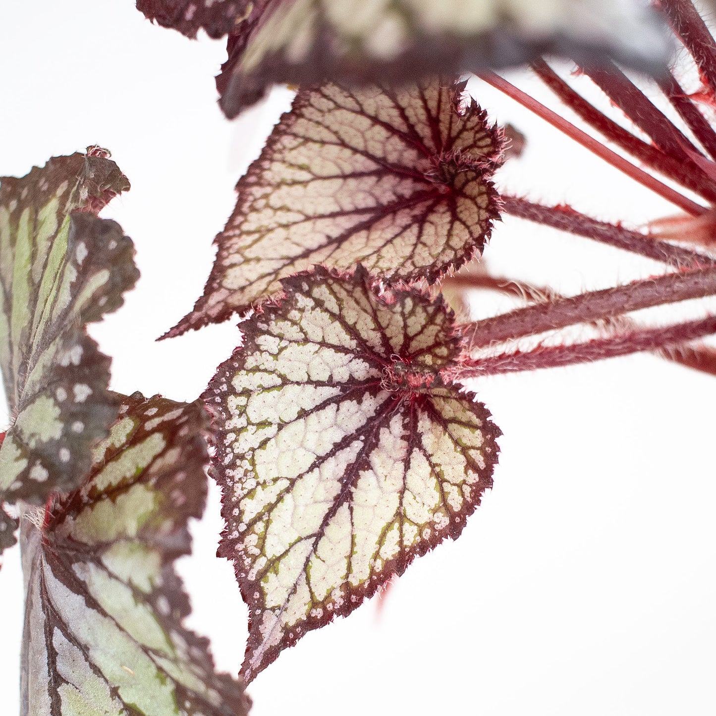 Begonia 'Dolce Vita' Variegated (2919)