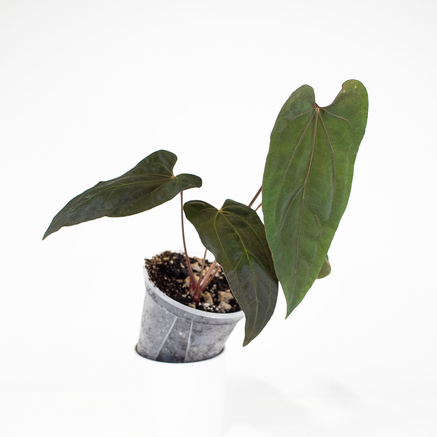 Anthurium Black Velvet Indo Type x Night Dragon (2907)