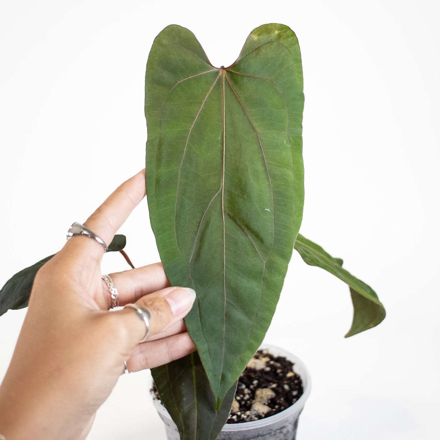 Anthurium Black Velvet Indo Type x Night Dragon (2907)
