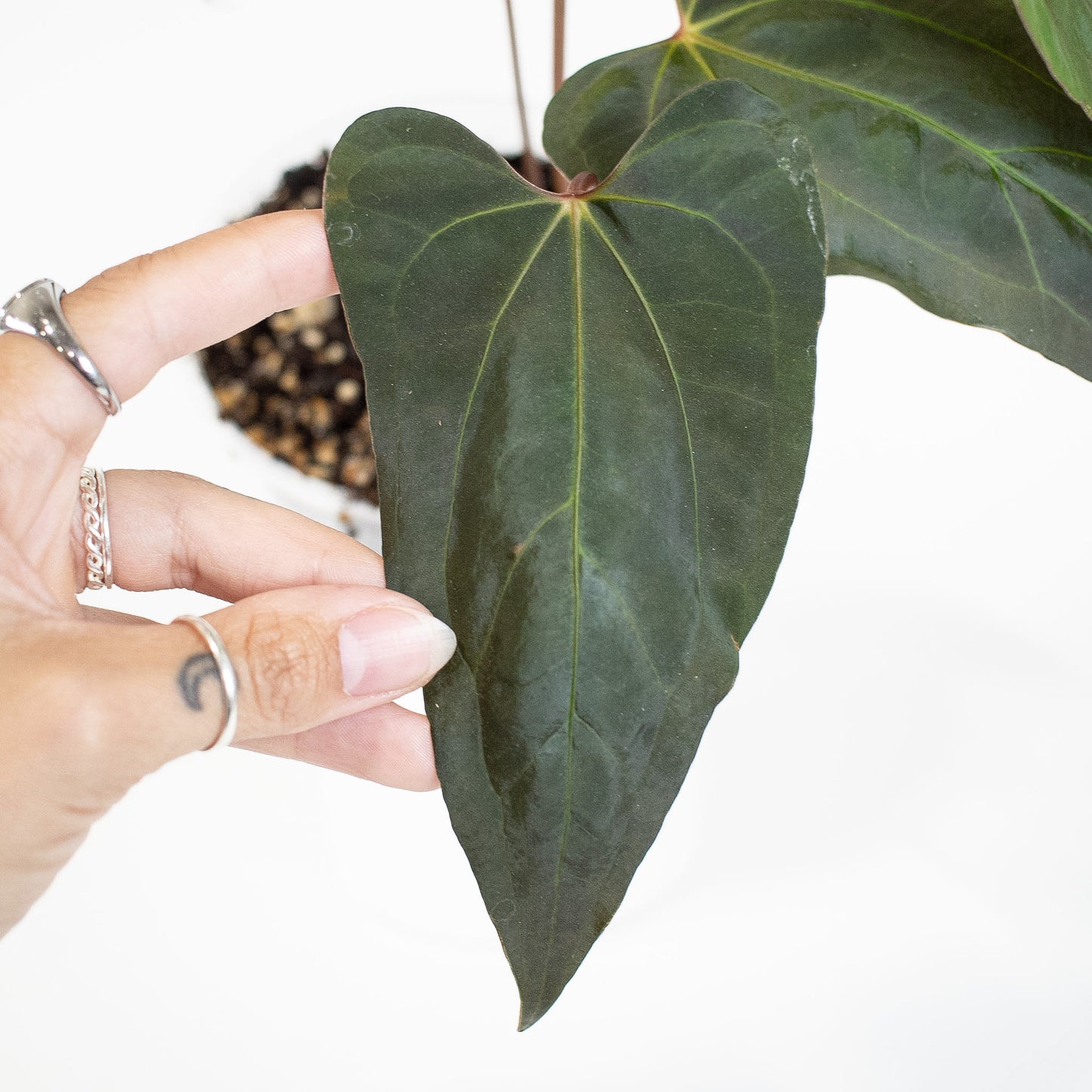 Anthurium Black Velvet Indo Type x Night Dragon (2907)