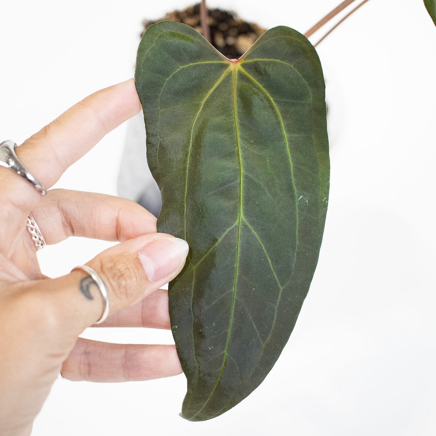 Anthurium Black Velvet Indo Type x Night Dragon (2907)