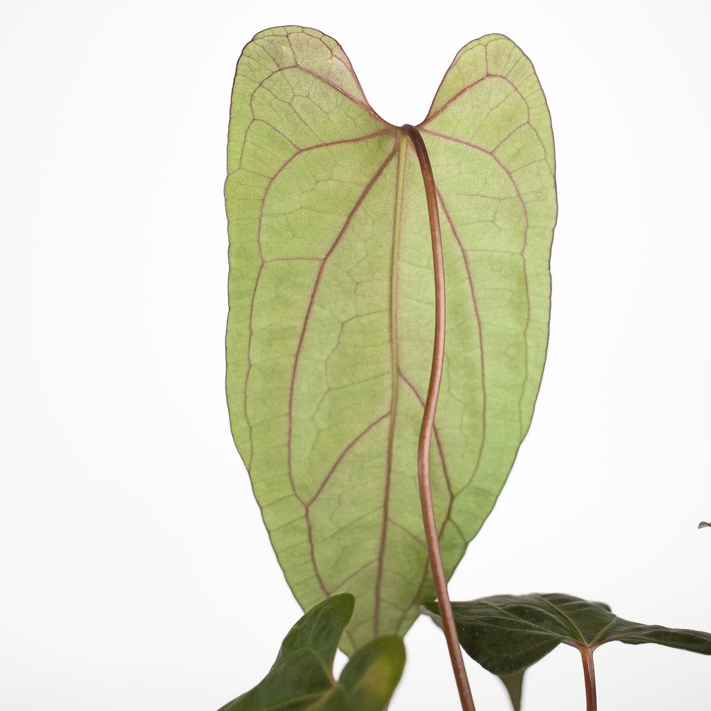 Anthurium Black Velvet Indo Type x Night Dragon (2907)