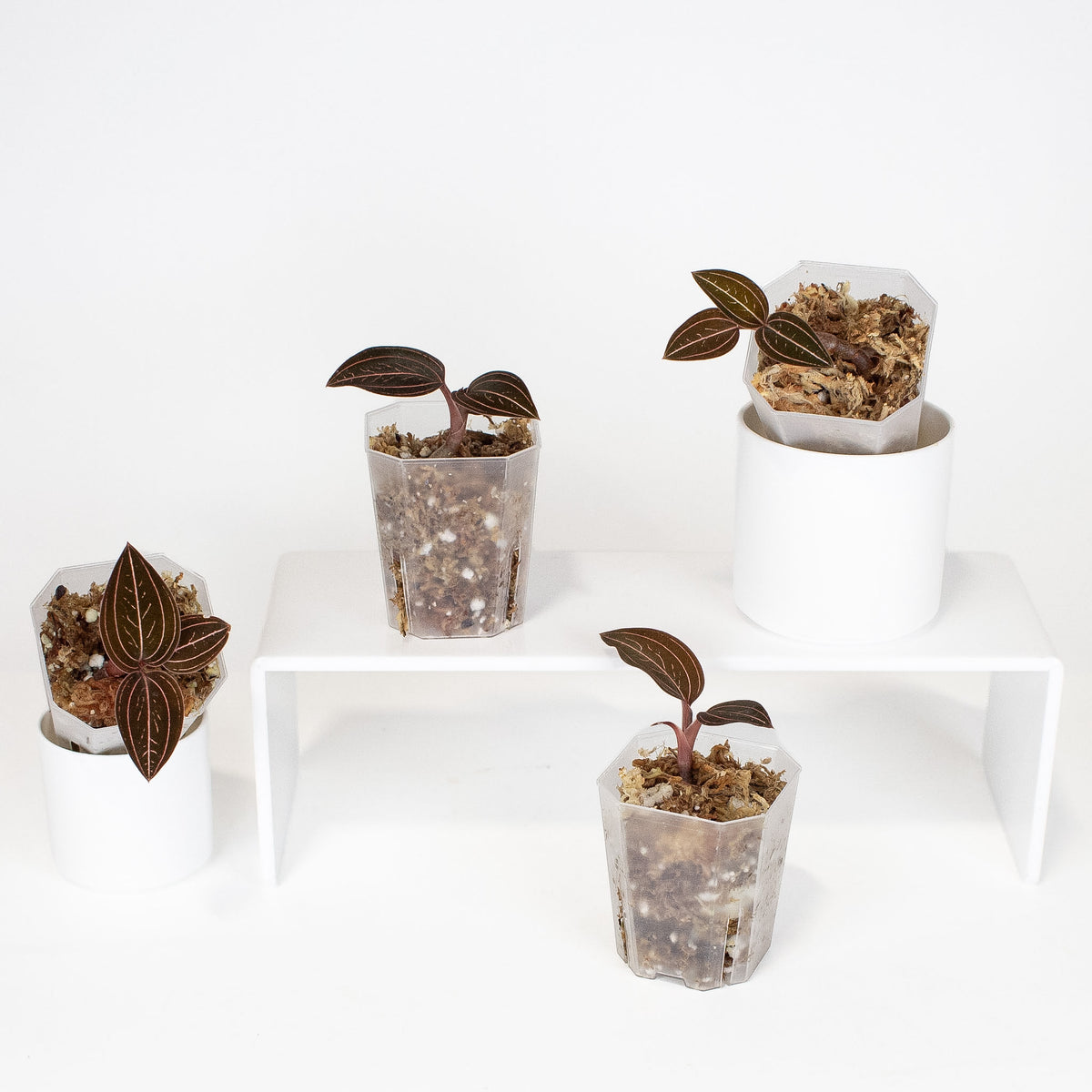 "Ludisia Discolor" Jewel Orchid *Growers Choice*