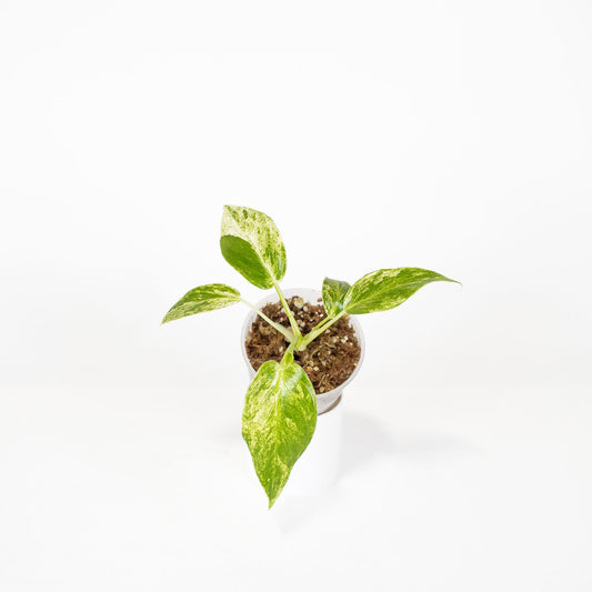 Epipremnum 'Giganteum Blizzard' *Growers Choice*