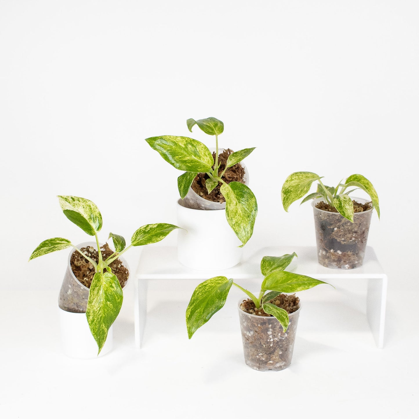 Epipremnum 'Giganteum Blizzard' *Growers Choice*