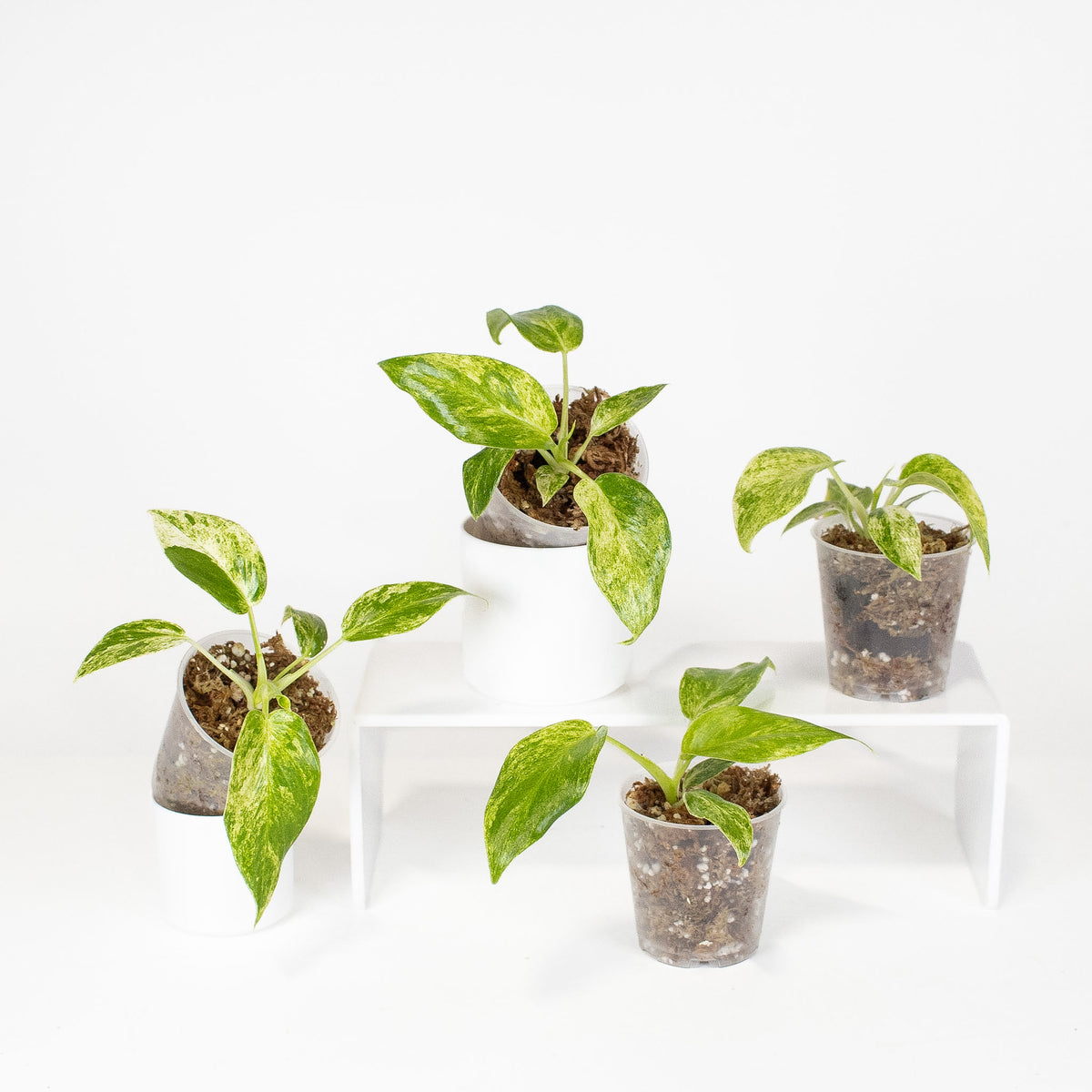 Epipremnum 'Giganteum Blizzard' *Growers Choice*