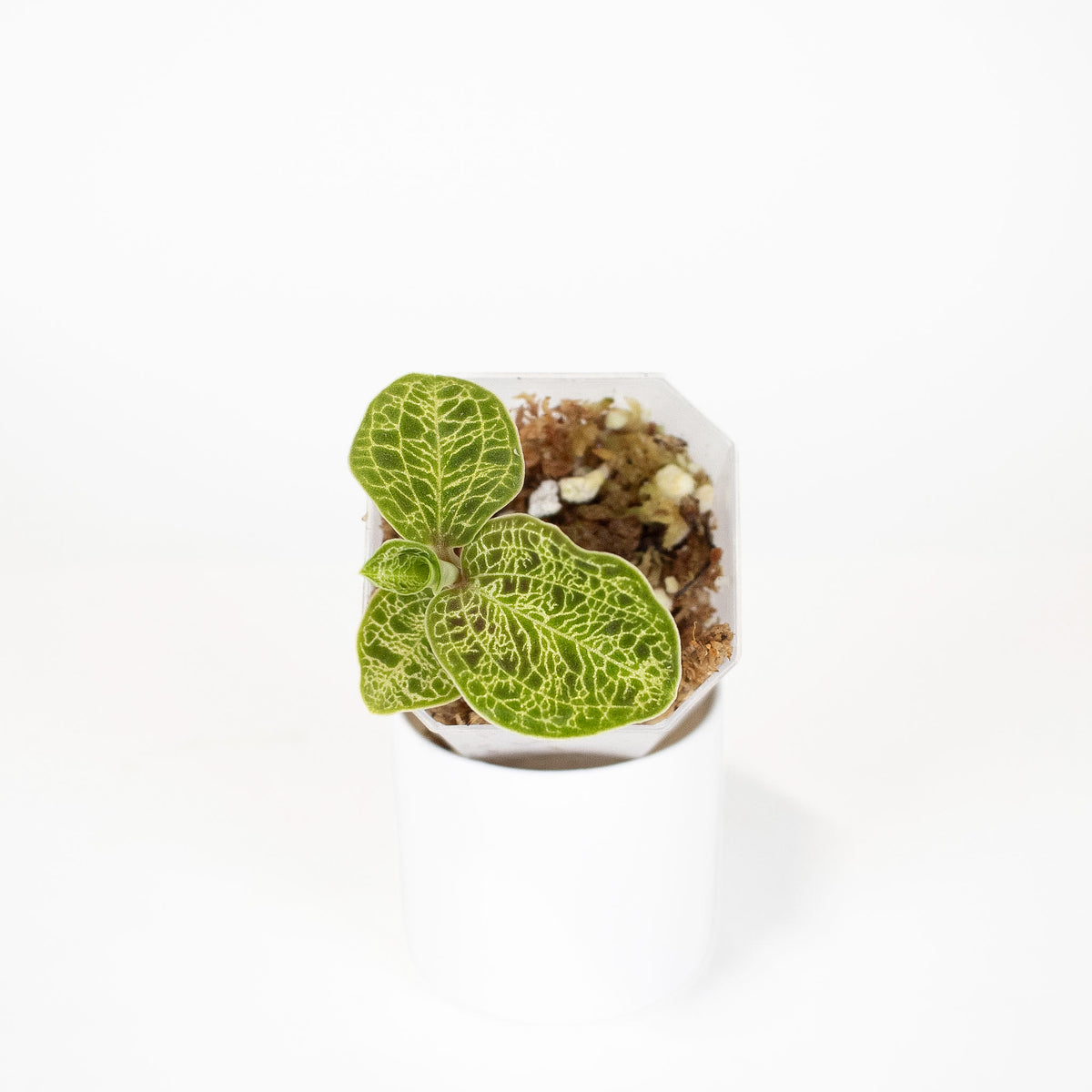 Macodes Petola Jewel Orchid *Growers Choice*
