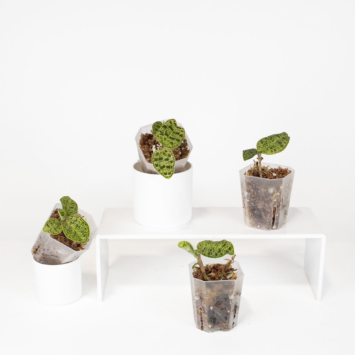 Macodes Petola Jewel Orchid *Growers Choice*