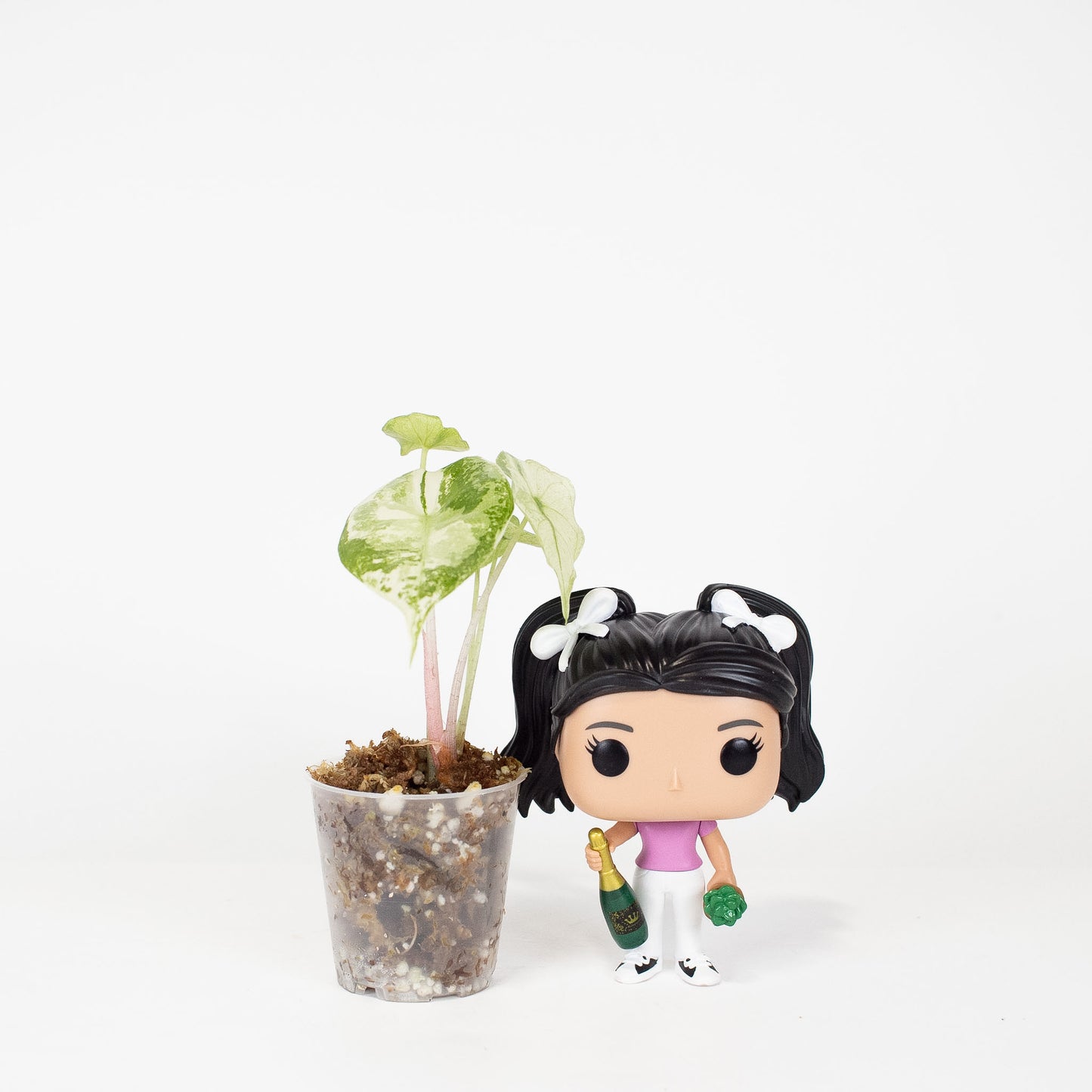 Alocasia Pink Dragon Albo Variegated *Growers Choice*