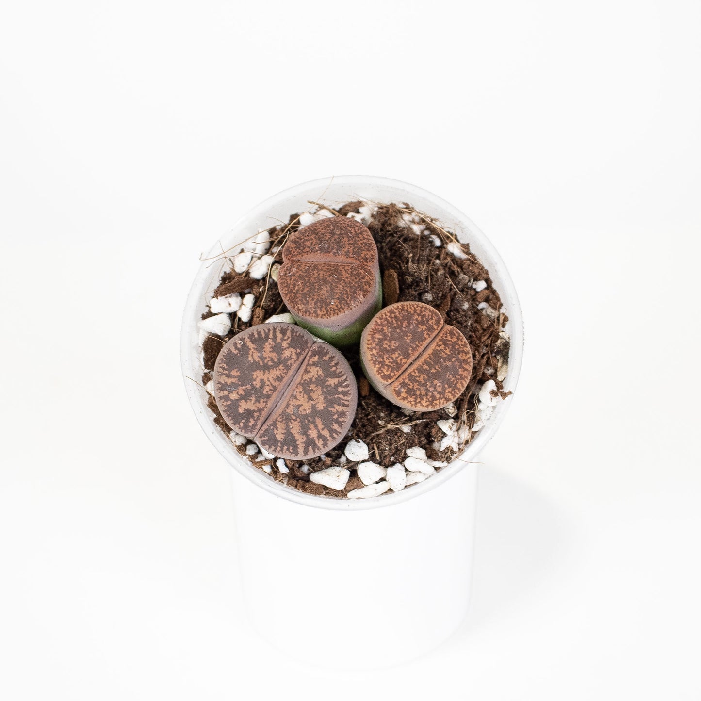 Lithops 'Living Stone' aka Butt Plant *Growers Choice*