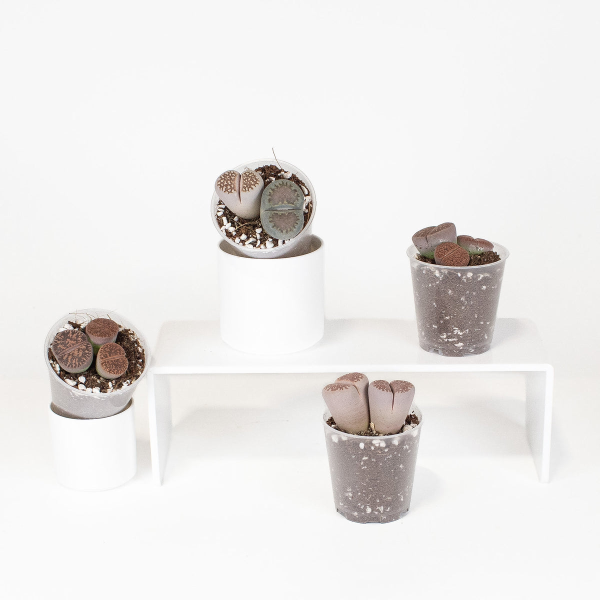 Lithops 'Living Stone' aka Butt Plant *Growers Choice*