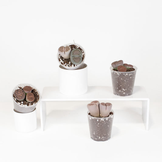 Lithops 'Living Stone' aka Butt Plant *Growers Choice*