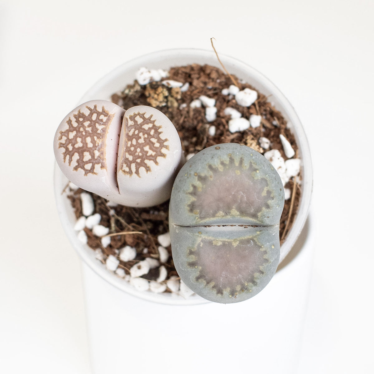 Lithops 'Living Stone' aka Butt Plant *Growers Choice*
