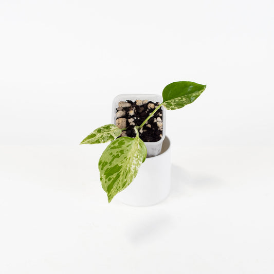 Monstera Deliciosa 'Bulbasaur' *Growers Choice*
